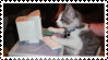 Cat on the computer